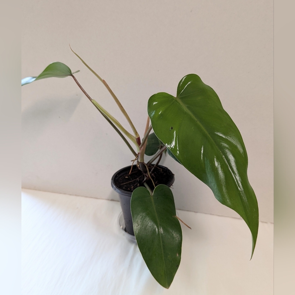 Philodendron red sapphire